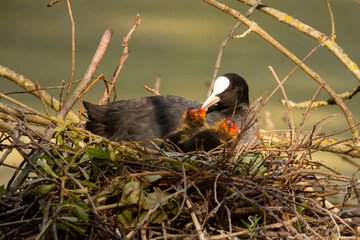 Blässhuhnmutter mit Küken im Nest
