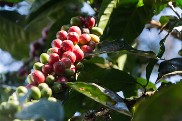 Grappe of red organic coffee beans on a green branch of a coffee tree
