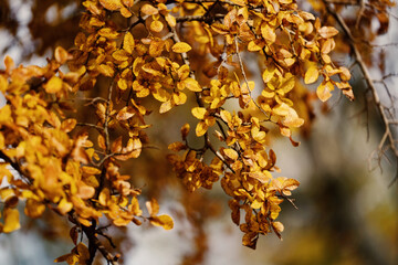 Autumn tree leaves during fall season close up for foliage color.