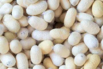 White and yellow silk cocoon ready to be crafted