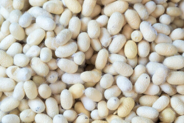 White and yellow silk cocoon ready to be crafted