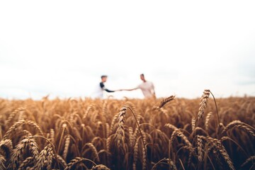shake hands in the wheat field