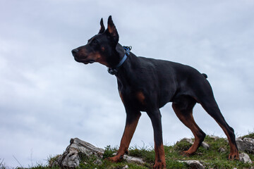 young black doberman breed dog hiking in mountains