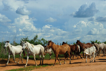 Obraz premium Flock of horses and cows grazing for cattle, near a fence, in the state of Ceará. Region affected by drought, economic crisis, poverty, lean animals. Cattle, beef, meat. Farm, ranch.