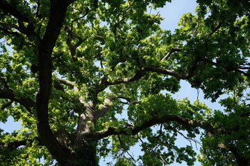 Fototapeta premium looking up at an oak tree