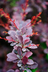 selective focus on purple background from barberry leaves. Natural pink leaves background. Close up of barberry thunbergii or red barberry. foliage with raindrops. botanical wallpaper, copy space