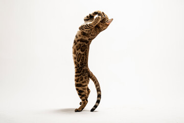 Naklejka premium Bengal cat shoot in studio