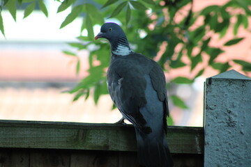 pigeon on a fence