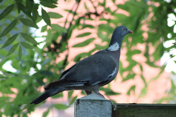 pigeon on a tree