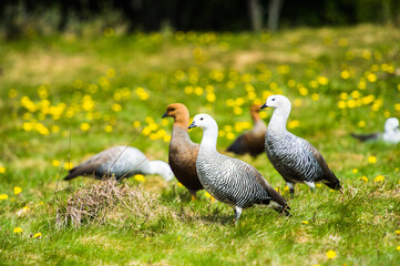 It's Upland Goose or Magellan Goose (Chloephaga picta).