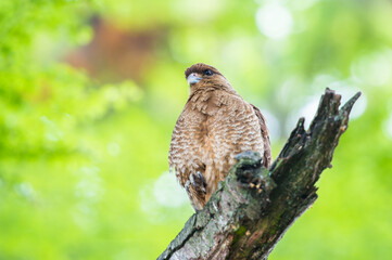 It's Kestrel on a branch of the tree