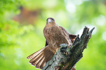 It's Kestrel on a branch of the tree