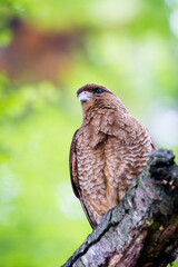 It's Kestrel on a branch of the tree
