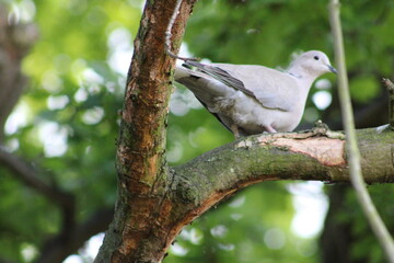 white dove on a branch