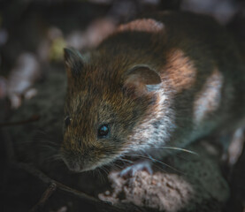 Rötelmaus auf dem Waldboden