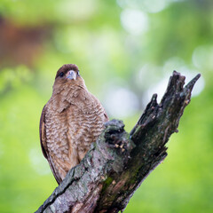 It's Kestrel on a branch of the tree