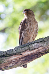 It's Kestrel on a branch of the tree