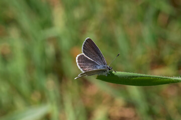 A Small Blue Butterfly perched on the end of a blade of grass.