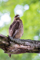 It's Kestrel on a branch of the tree