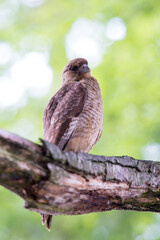It's Kestrel on a branch of the tree