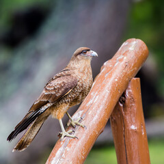 It's Kestrel on a branch of the tree
