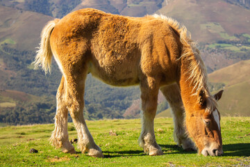 Brown horse grazing in Pyrenees mountains, France. Beautiful stallion against scenic mountains landscape. Brown foal in pasture in valley. Wildlife concept. Animals on fresh air. Freedom concept.