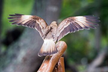 It's Kestrel on a branch of the tree