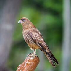 It's Kestrel on a branch of the tree