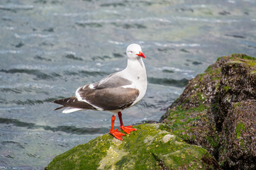 It's Black feathered seagull on the stone