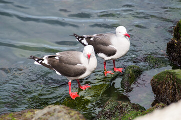 It's Black feathered seagull on the stone