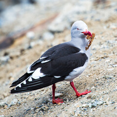 It's Black feather seagull close up