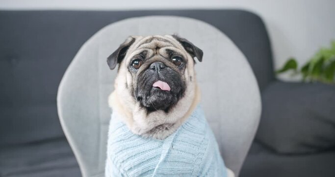 Funny pug dog dressed in cute blue sweater. Looking at camera at home office, making online video call, online video conference to webcam. Pug dog with pretty face. Portrait. Funny pet online concept