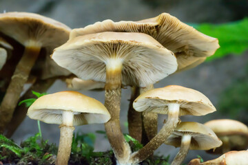 grzyb - Maślanka łagodna © Mariusz Sowula