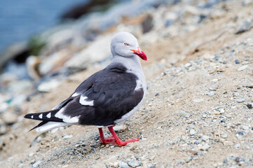 It's Portrait of a sea gull