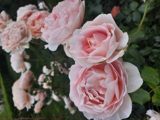 Obraz premium pink rose in garden