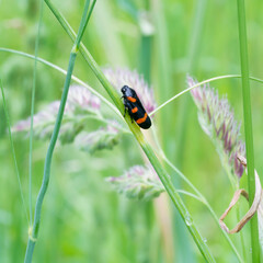 Krasanka natrawka - Cercopis vulnerata © Mariusz Sowula