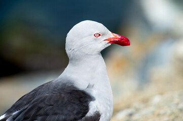 It's Portrait of a sea gull