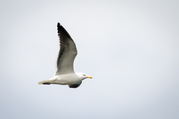 It's Sea gull flies in the sky