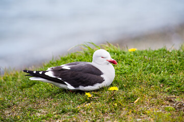 Obraz premium It's Sea gull on the coast of the sea