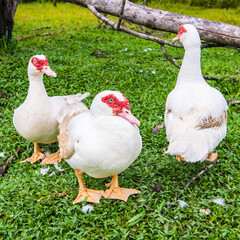 It's Ducks in French Guiana