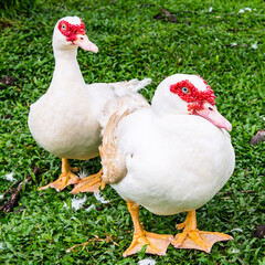 Fototapeta premium It's Ducks in French Guiana