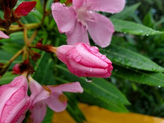 Pink flower covered in raindrops