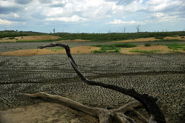 Dead tree, dry lake, clay cracked soil ground, mud. Climate change, drought, water shortage,...