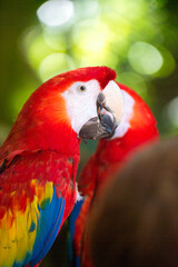 Macau parrot