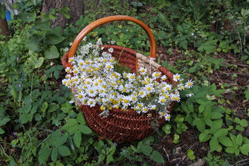 Kamille - Sammlergl&uuml;ck