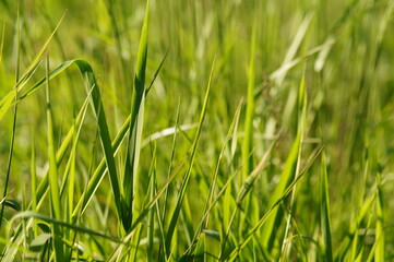 Green grass in the summer meadow to the background and under the text