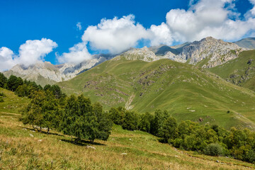 Naklejka premium Mountain landscape with trees. forest edge