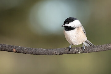 Carolina Chickadee Perched Delicately on a Slender Branch