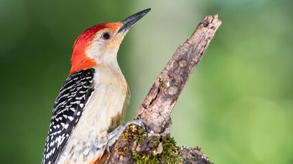 Profile of Red-Bellied Woodpecker Perched on a Branch