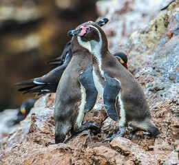It's Magellanic Penguins, Ballestas Islands, Peru, South America